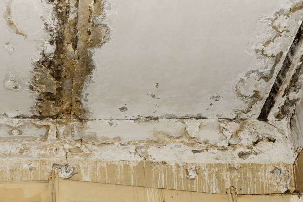 Best Commercial Mold Inspection  in Schuylkill Haven, PA